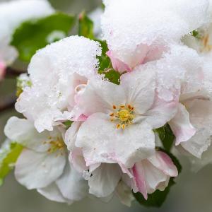Eine schneebedeckte Apfelblüte im Frühling