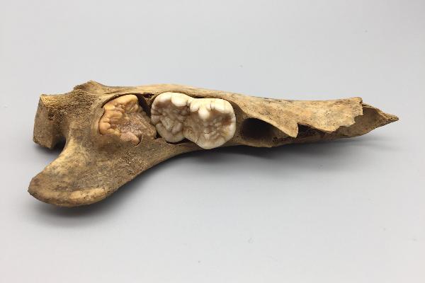 In this young cave bear, the third molar is just erupting, its size determined by the second tooth. Cave bears were herbivores and have second and third molars that are approximately the same size