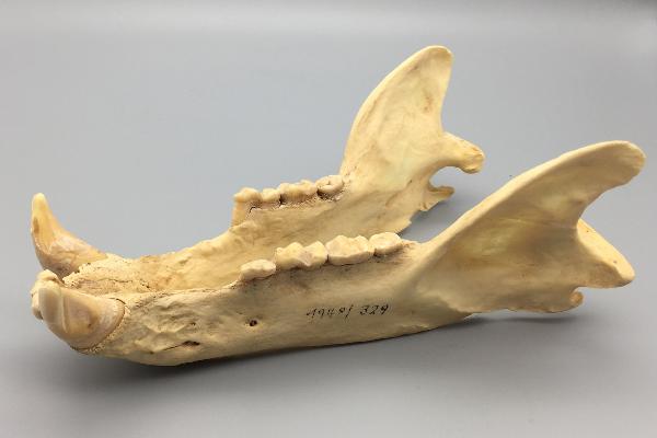 クマの歯の進化的起源を解明（Bear teeth break free – Researchers discover the origin of unusual bear dentition）