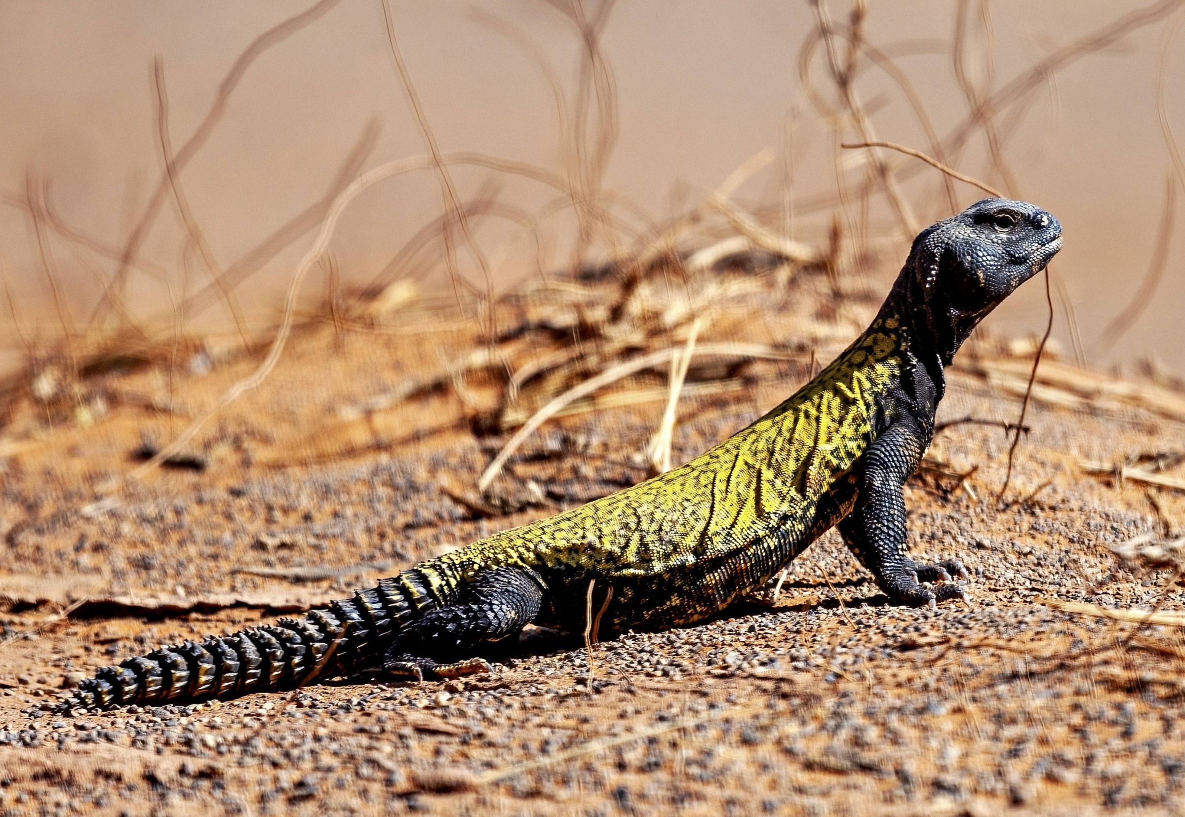 Eine Nordafrikanische Dornschwanzagame sitzt auf sandigem Boden mit trockenen Zweigen in der Sahara