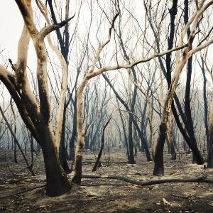 Eukalyptusbäume, die bei einem schweren Buschfeuer in den Blue Mountains in Australien verbrannt sind