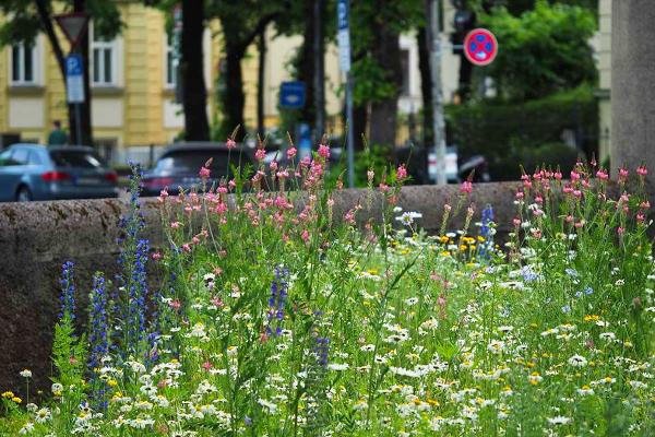 Blühende städtische Wildblumenwiese mit bunten Blumen wie Margeriten und Natternkopf vor parkenden Autos und Wohnhäusern.