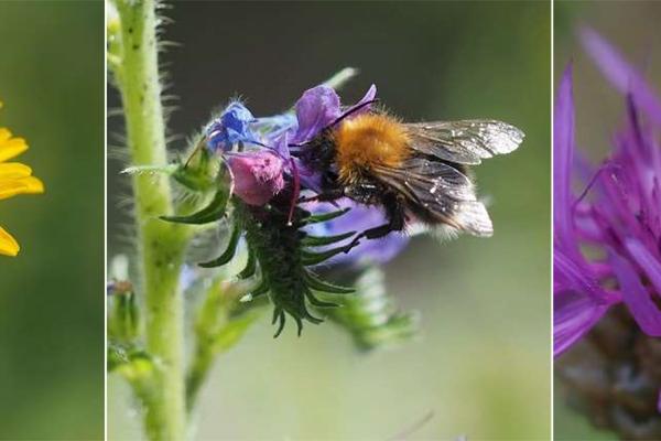 Nahaufnahmen von drei verschiedenen Wildbienenarten auf gelber, blauer und violetter Blüte beim Bestäuben im Sommer.