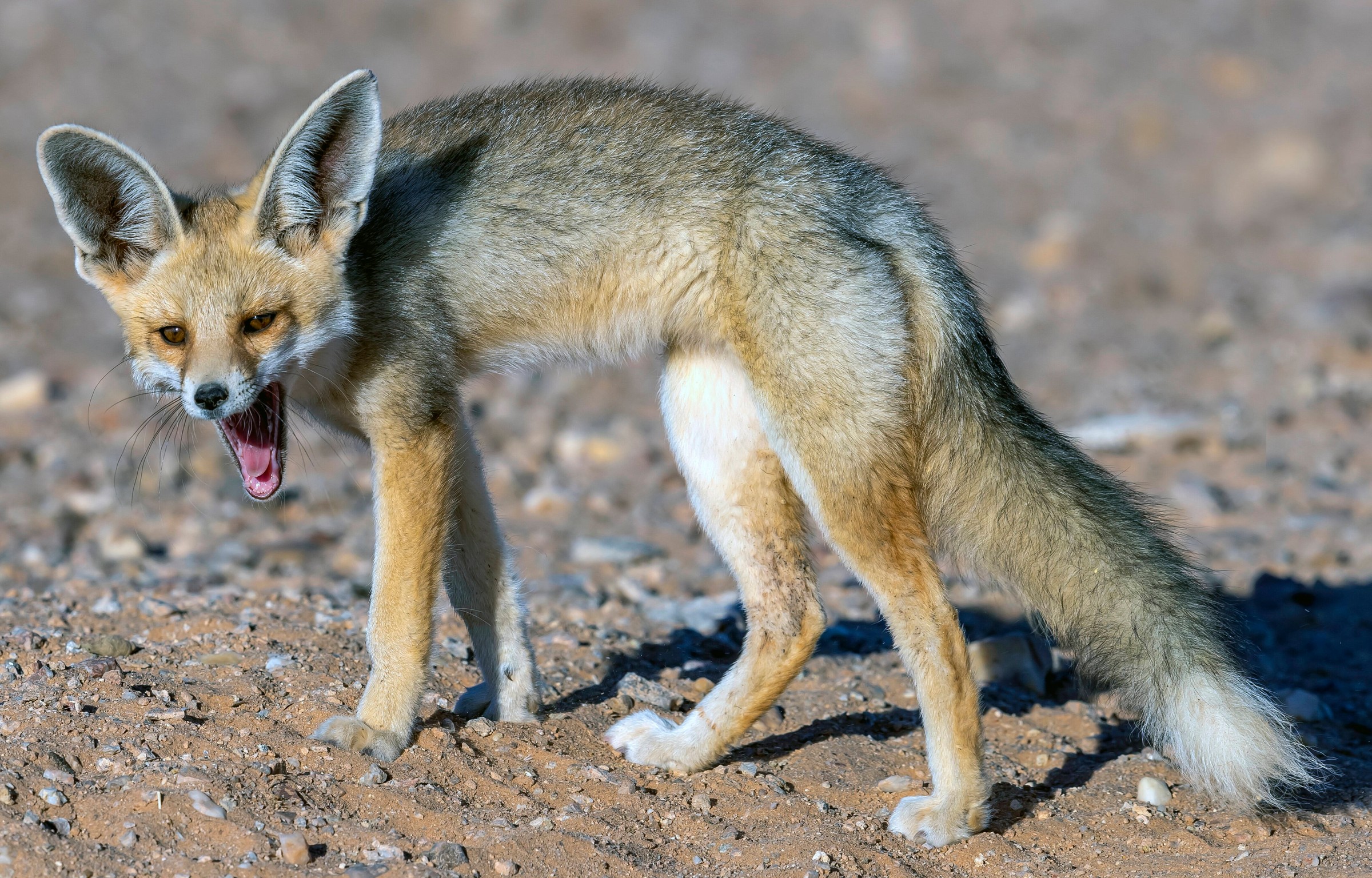 Rüppellfuchs in der Naehe seines Baus in der Steinwueste am Bougouffa Trail, Marokko