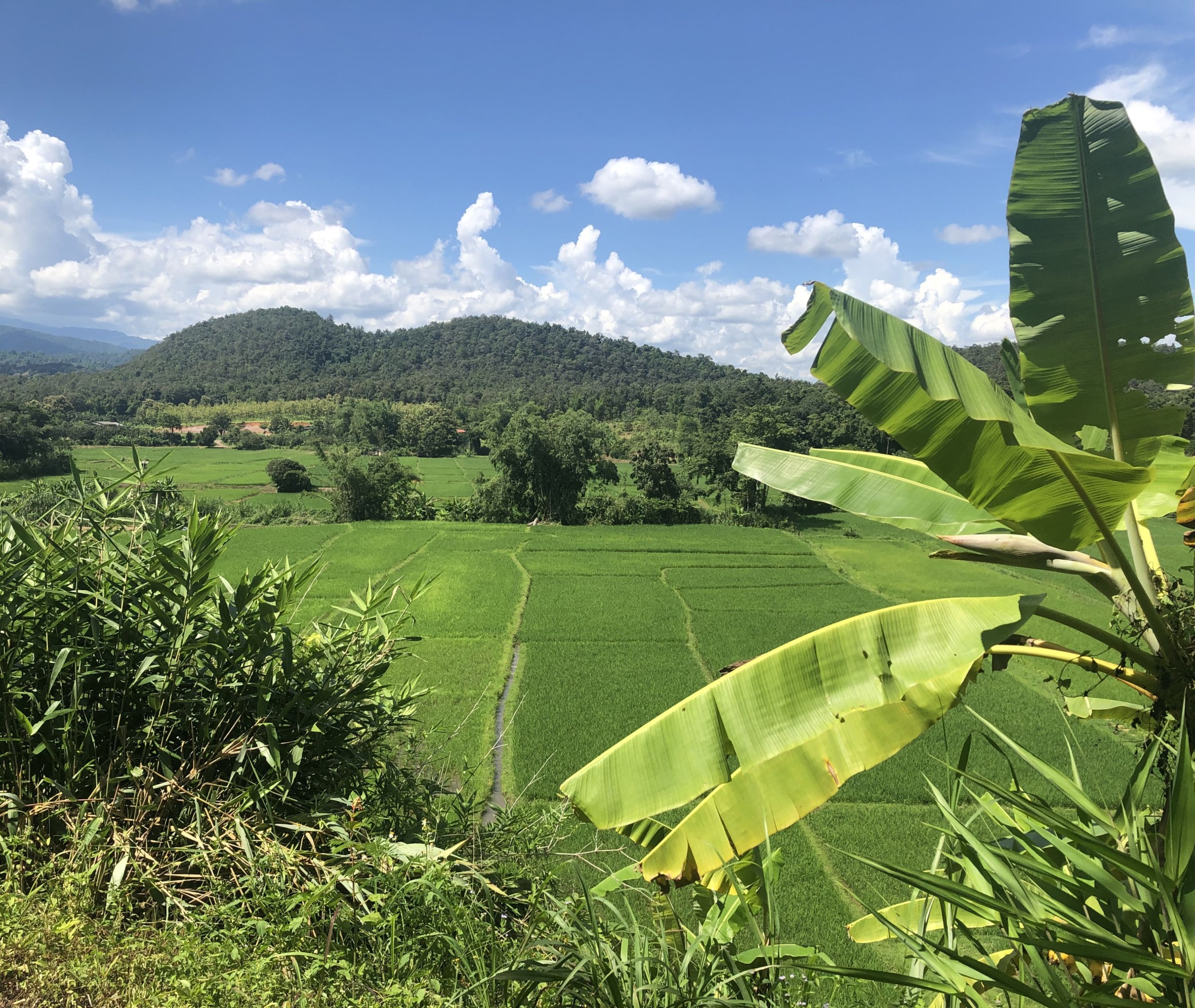 Ein Reisfeld in Thailand. Im Vordergrund eine Bananenpflanze