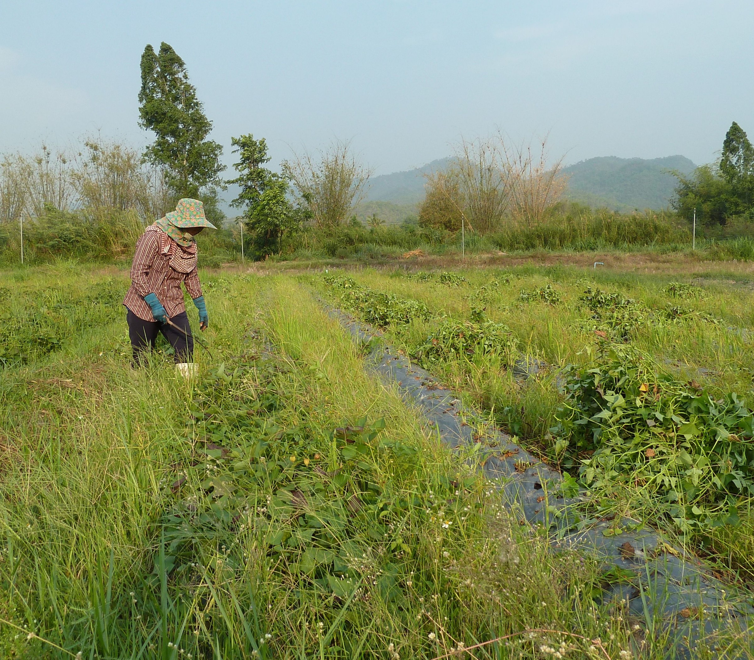 Feldarbeit auf einer thailändischen Farm