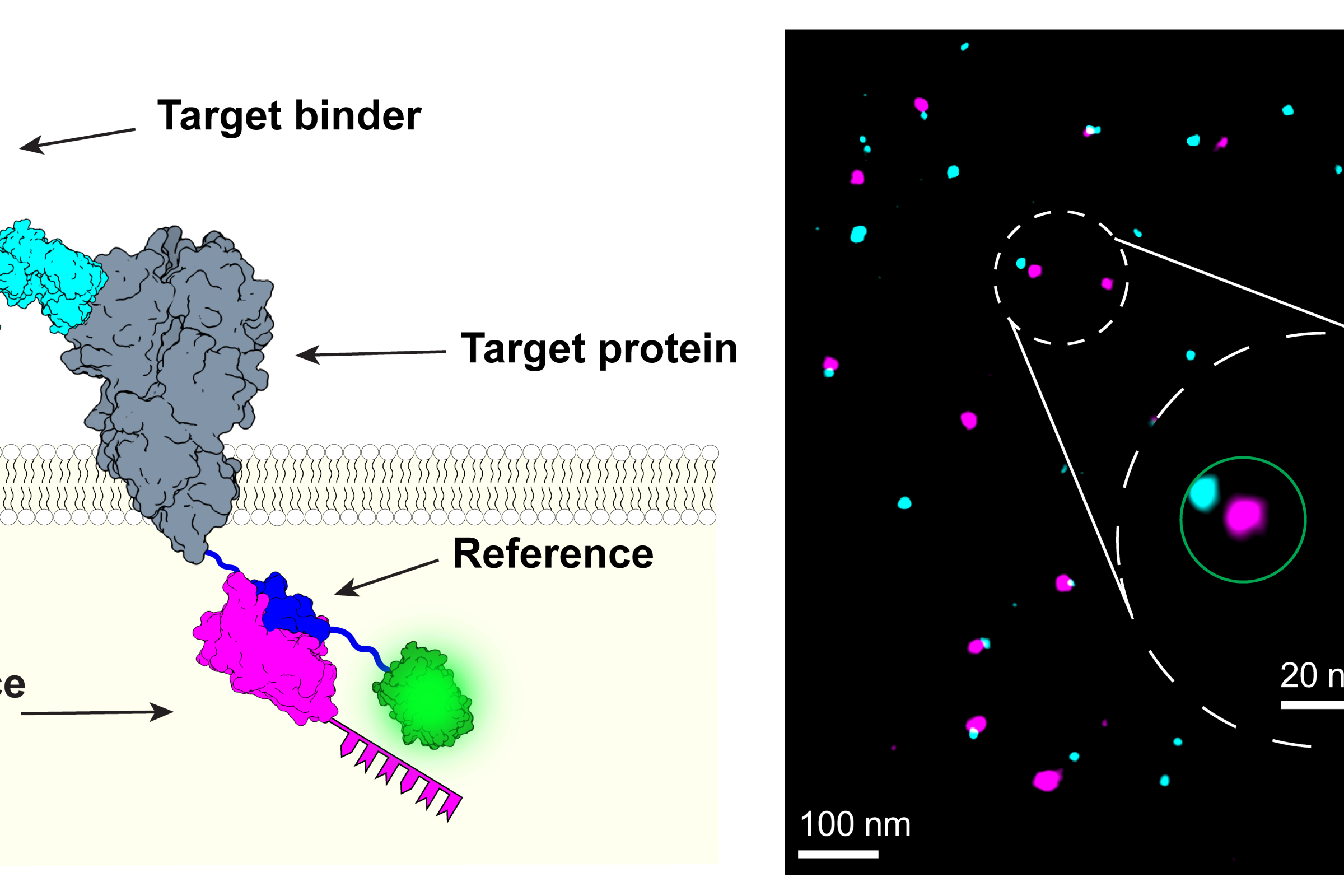 Schematics of labeling efficiency analysis platform. The target binder to be evaluated is colored in cyan, the reference in magenta . Right: Super-resolution imaging result shows colocalizing target and reference signal (green circle) and reference only signal (red circle), which allows to determine absolute labeling efficiencies on the single protein level.