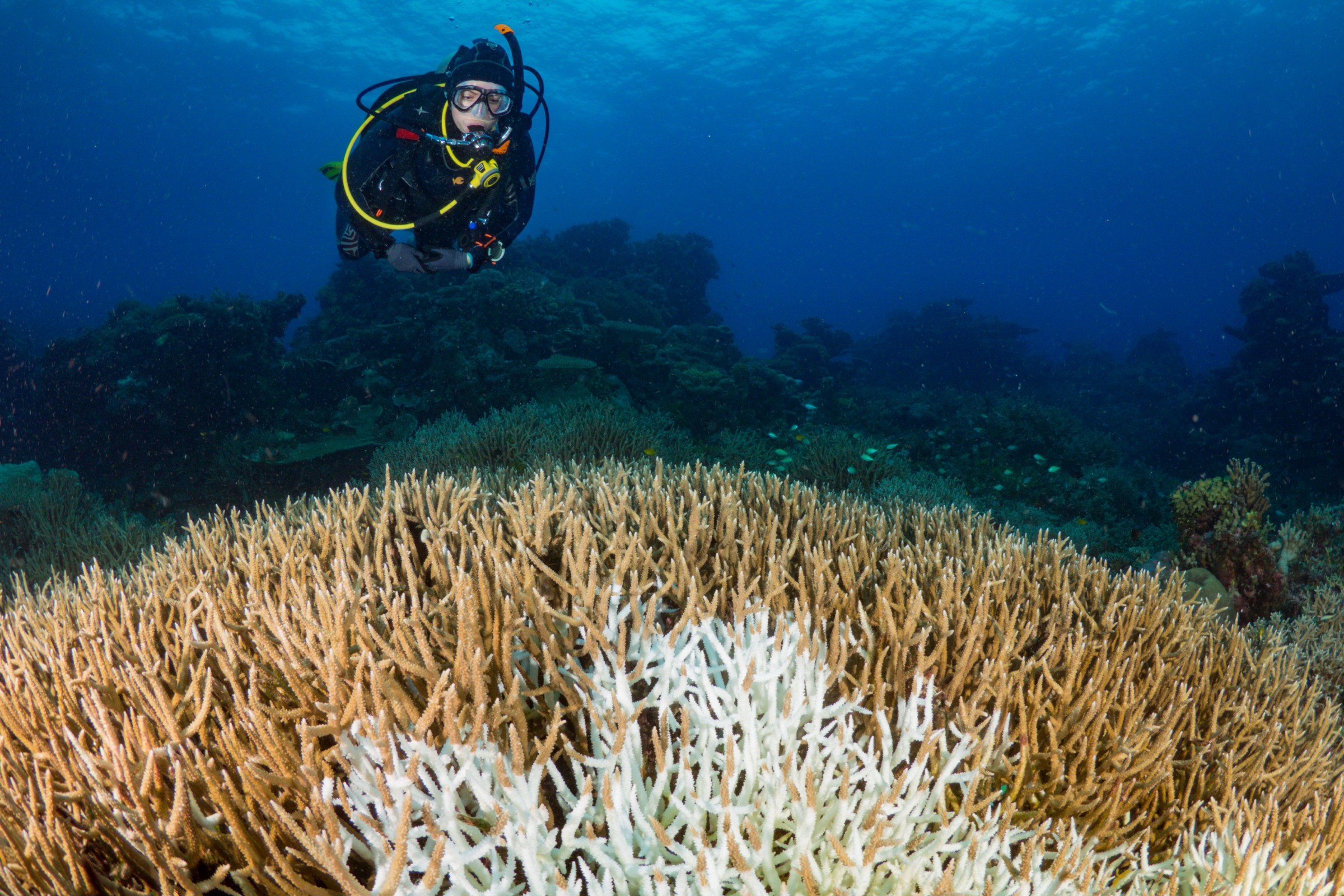 Diver over bleached and dying Acropora coral
