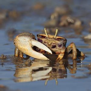 Europaeische Winkerkrabbe (Uca tangeri)