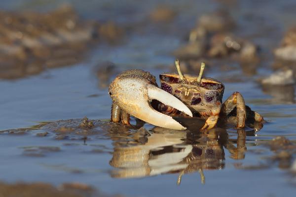 Europaeische Winkerkrabbe (Uca tangeri)