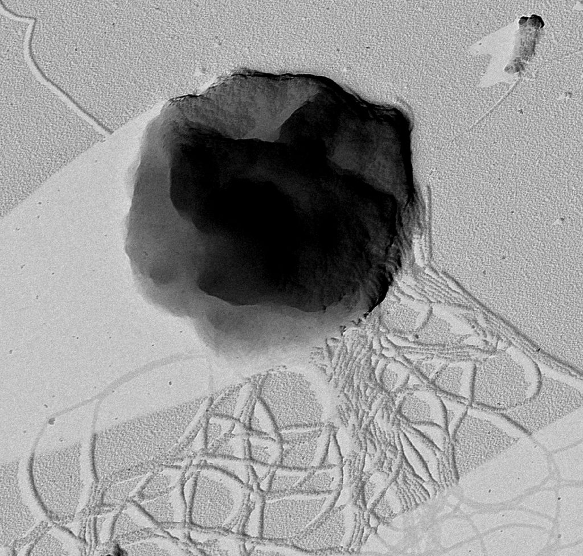The microorganism Methanothermococcus okinawensis, whose ability to survive on Saturn´s moon Enceladus the researchers have tested.