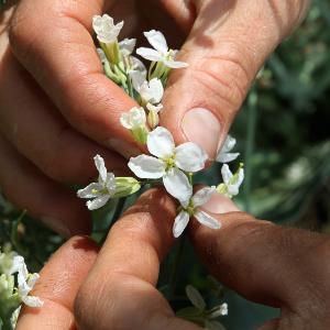 Brassica Blüten – Einzelblüte des Blumenkohls.