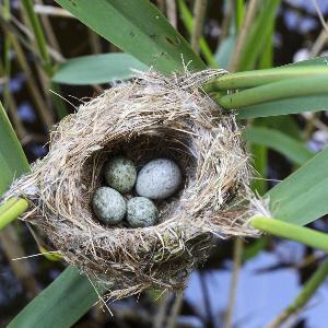 © picture alliance / blickwinkel/W. Buchhorn/F. Hecke | W. Buchhorn/F. Hecker