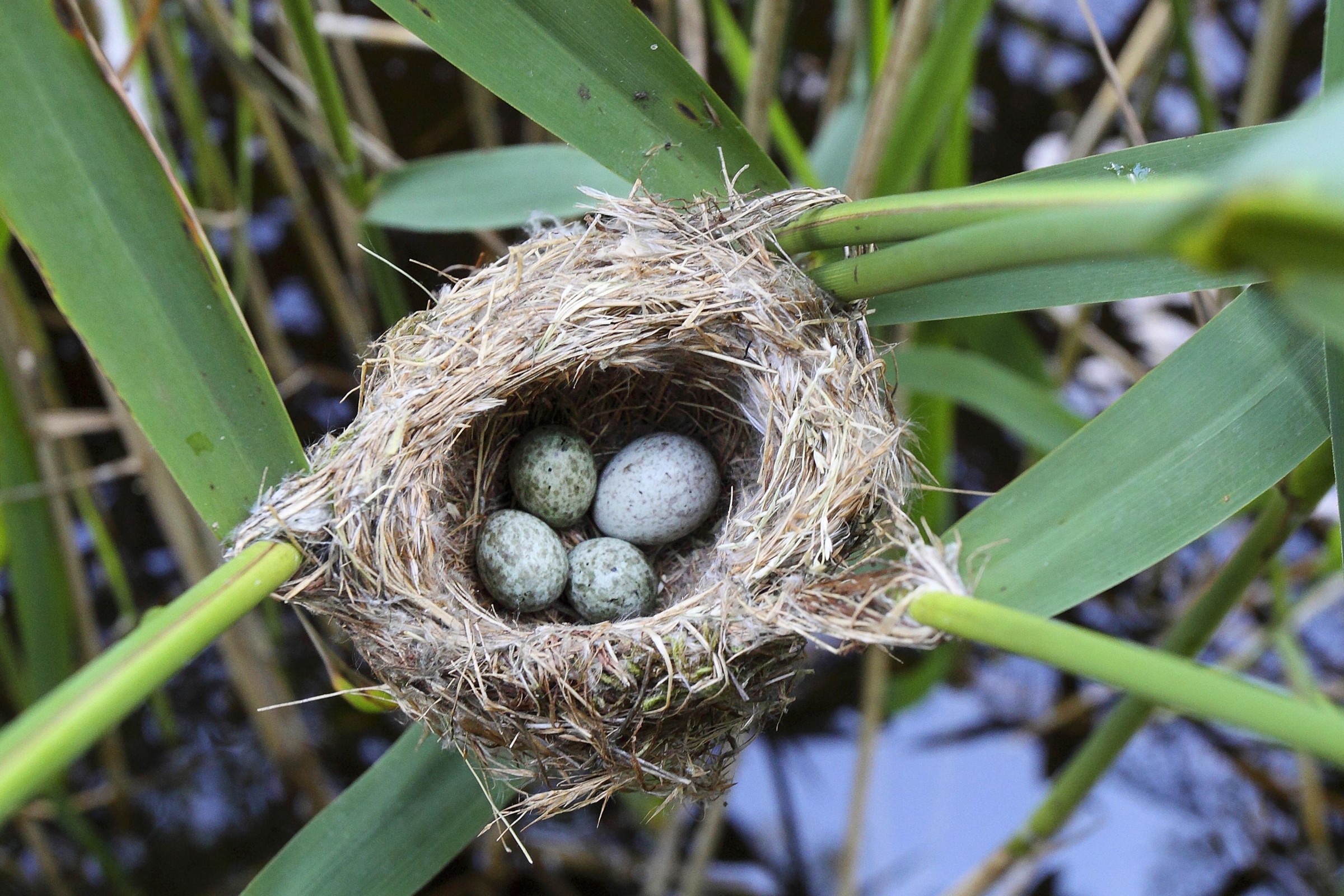 カッコウの卵の色は母系遺伝によって決定される(Cuckoos: Maternal genes determine egg color)