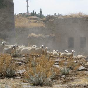 Today´s descendants of the first domestic sheep of Central Anatolia.