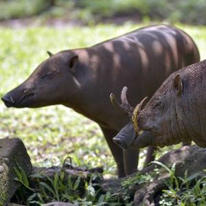 絶滅危惧哺乳類:小島の個体群がより遺伝的に健全(Endangered mammals: populations on small islands are genetically healthier)