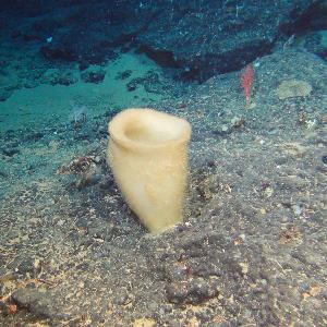 Ein trichterförmiger Schwamm am Meeresboden