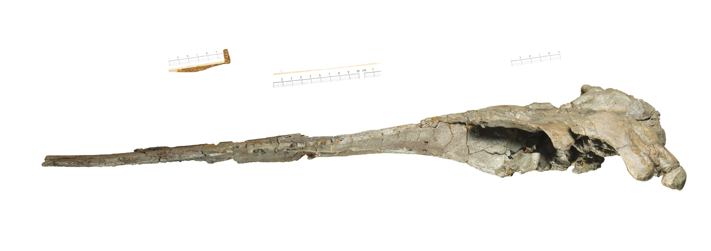 The flattened state of the dolphin fossil Romaleodelphis pollerspoecki made the examination of the skull anatomy particularly difficult. Lateral view. © M. Schellenberger, SNSB-BSPG