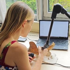 Anneke van Heteren nutzte einen Microscribe zur Vermessung der Bären-Kiefer mit Hilfe digitaler Messpunkte, sogenannter Landmarks.
