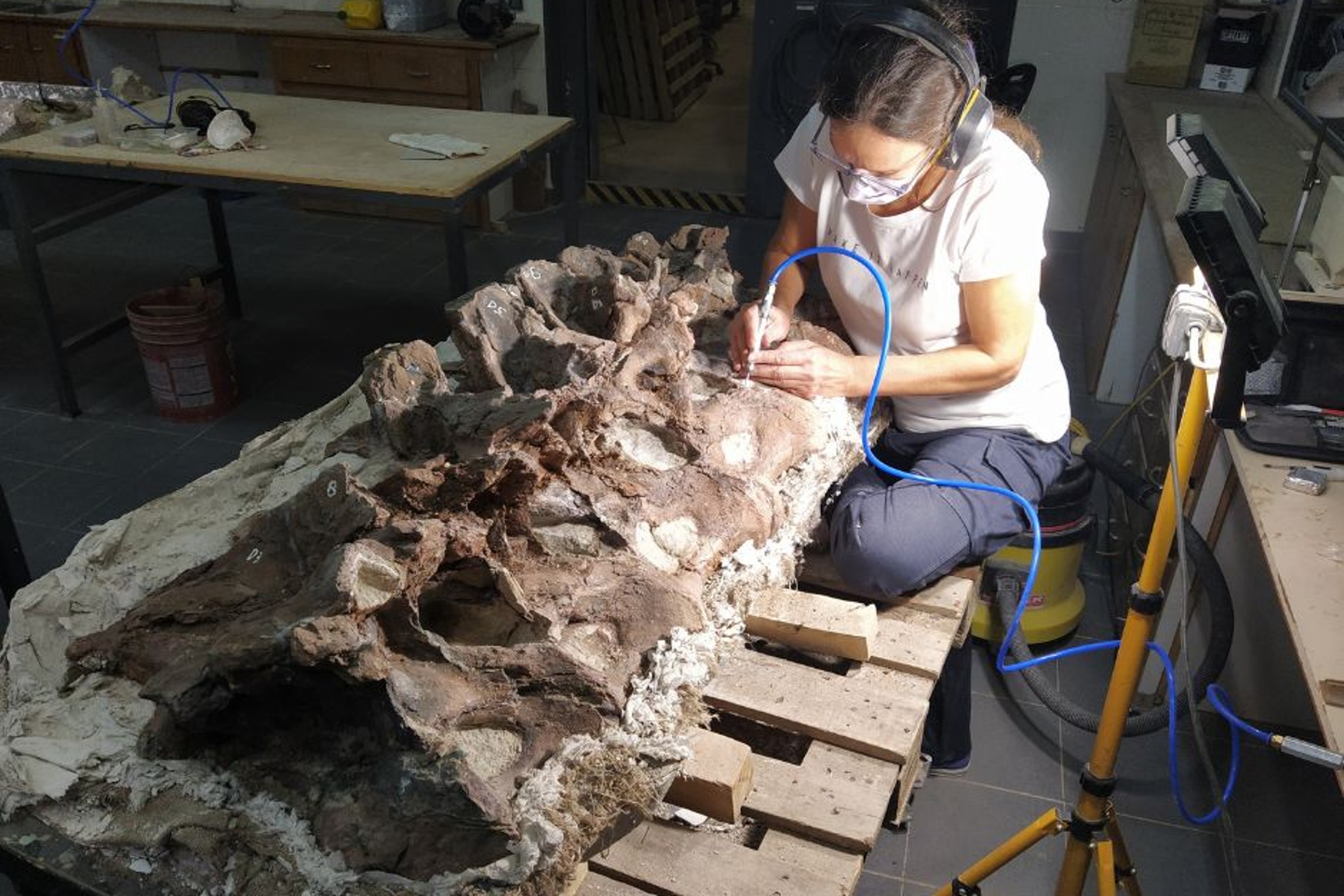 パタゴニアで新種の長頸恐竜を発見（Palaeontologists Discover New Long-Necked Dinosaur in Patagonia）