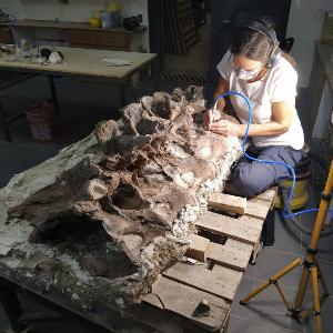 Bicharracosaurus vertebrae being prepared at the Egidio Feruglio Paleontological Museum in Trelew, Argentina.