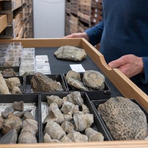 Naturwissenschaftliche Sammlungen wie die Bayerische Staatssammlung für Paläontologie und Geologie in München sind Archive der Biodiversität, die auch Material aus oft noch unerforschten Regionen aufbewahren.