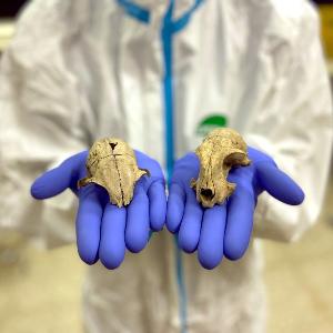 Katzenschädel, analysiert in den speziellen Einrichtungen für alte DNA des Fachbereichs Biologie der Universität Rom Tor Vergata.