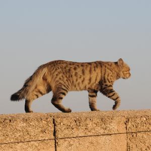 Katze in der Altstadt von Şanlıurfa (Südostanatolien, Türkei).