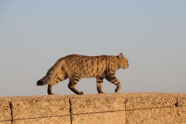 Cat in the old town of Şanlıurfa (southeastern Anatolia, Turkey).