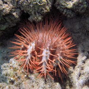 Acanthaster benziei