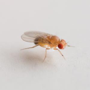 Drosophila fruit fly