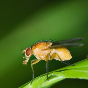 Fruchtfliege Drosophila melanogaster