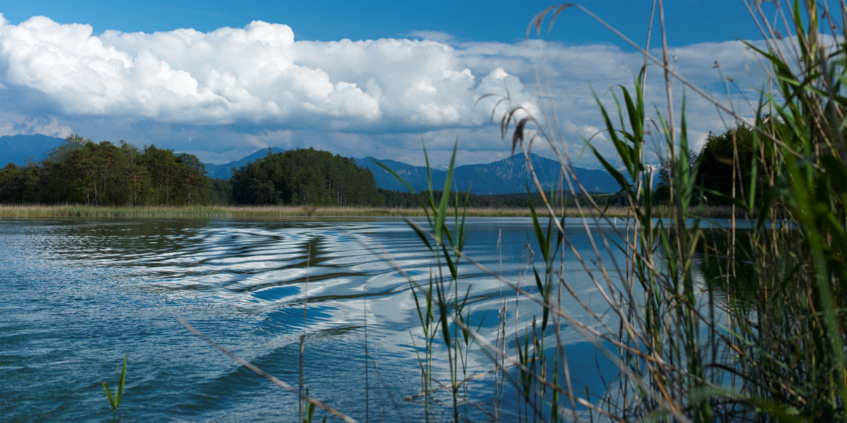 Biodiversity: an early warning system for the health of … - LMU Munich