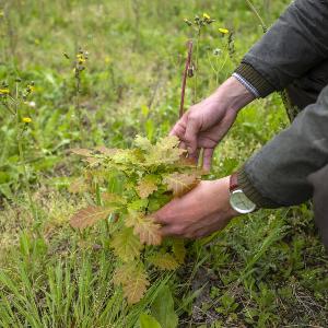 Pflanzung einer jungen Eiche