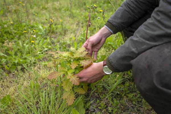 Pflanzung einer jungen Eiche