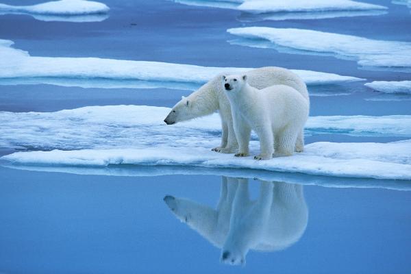 Polar Bear (Ursus maritimus) pair on ice floe, Canada