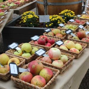 Different types of apples