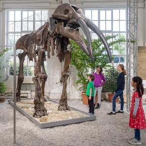 Kinder schauen sich ein Skelett, ein Exponat der Ausstellung „Molassic Park“, an.