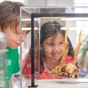 Zwei Kinder betrachten ein Fossil in einem Ausstellungsschaukasten.