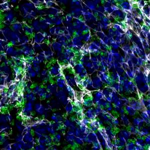 Blood platelets (thrombocytes) interact with matrix components (perlecan) in the spleen.