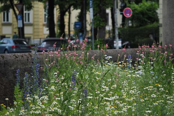 Blühende städtische Wildblumenwiese mit bunten Blumen wie Margeriten und Natternkopf vor parkenden Autos und Wohnhäusern. | © LMU Blühende städtische Wildblumenwiese mit bunten Blumen wie Margeriten und Natternkopf vor parkenden Autos und Wohnhäusern.