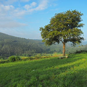 A tree stands in a field. In the background are wooded areas.