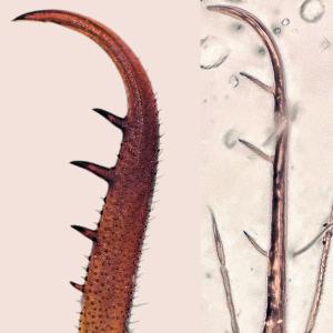Examples for mouthparts in two extant (left) and two fossil (right) lacewing larvae.