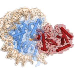 Kryoelektronenmikroskopische Struktur der Bindung von cGAS an ein Histonprotein im Nukleosom.