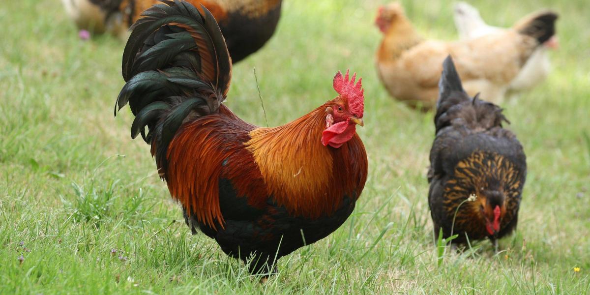 Deadly chicken disease: ancient DNA reveals evolution o … - LMU Munich