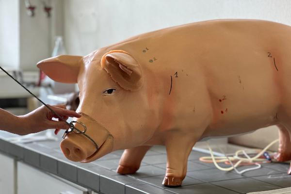 Model of a pig