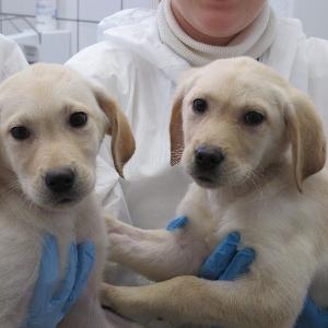 Hunde in der Kleintierklinik