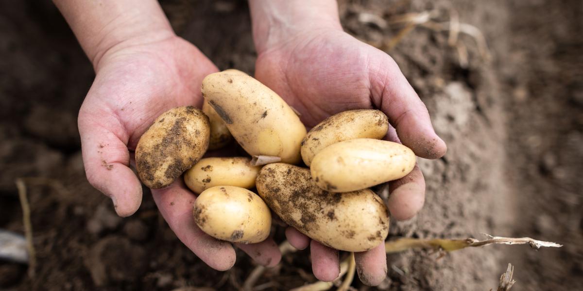 Europäisches Kartoffelgenom entschlüsselt - LMU München