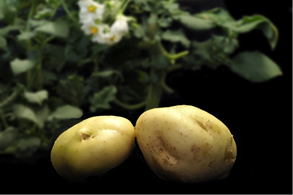 Kartoffeln mit Pflanzen und Blüten im Hintergrund