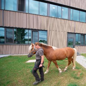 Klinik für Pferde